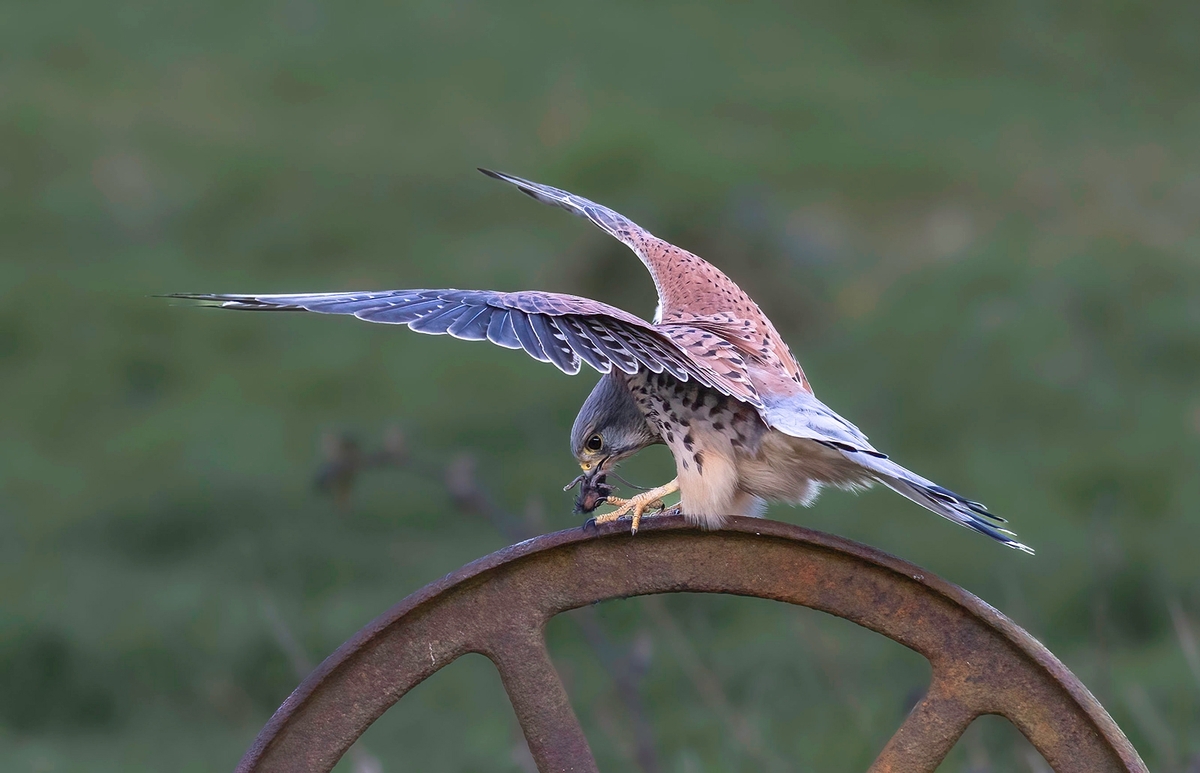 Mantling Kestrel with Mouse - Janet Taylor - Second Place